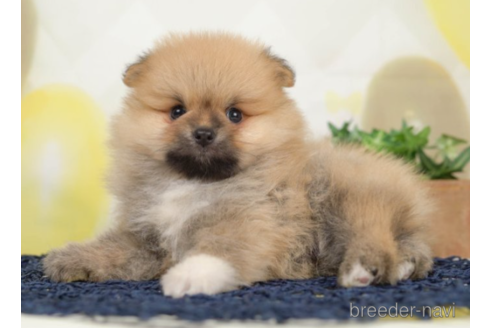 成約済の千葉県のポメラニアン-226746の5枚目